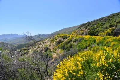 DSC_7319 (Large).JPG